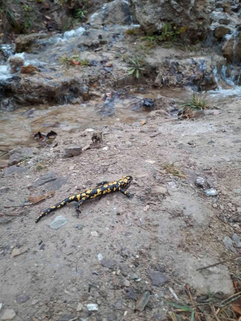 Tunceli’de benekli semender görüntülendi
