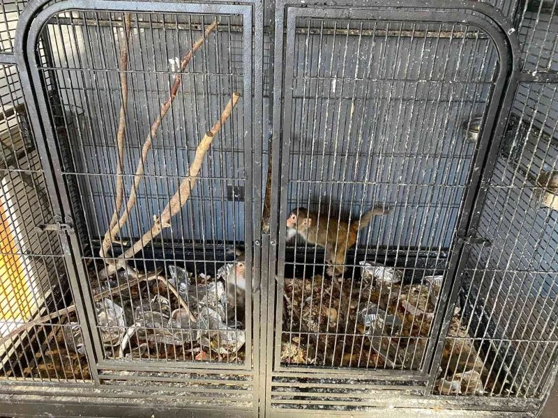 Konya’da beslenmesi yasak olan 2 maymun bulundu
