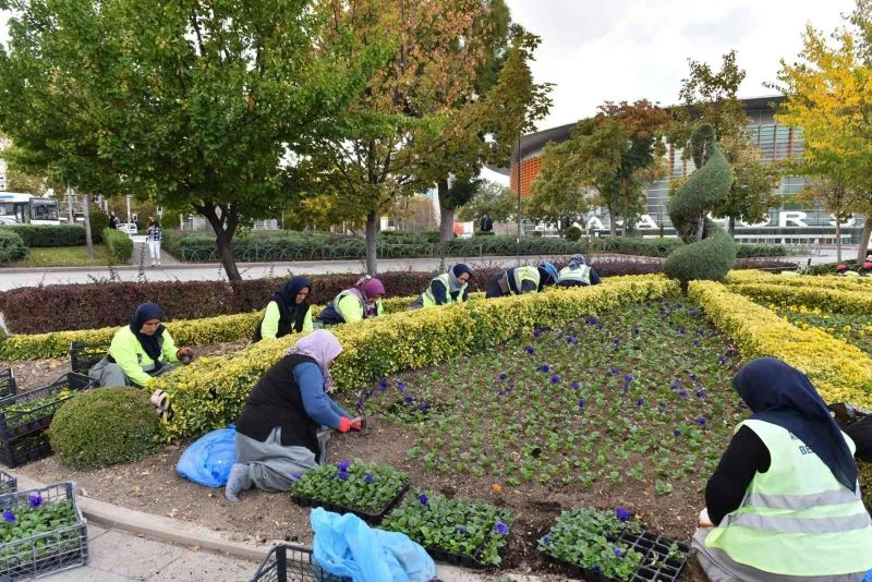 Başkent yerli üreticilerden satın alınan kış çiçekleri ile süsleniyor
