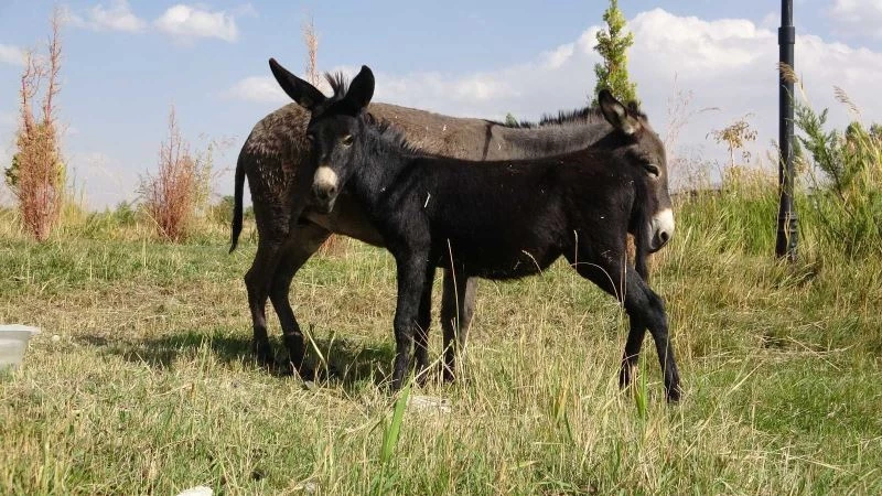 Türkiye’de nadir bilinen melez hayvan: Bardo
