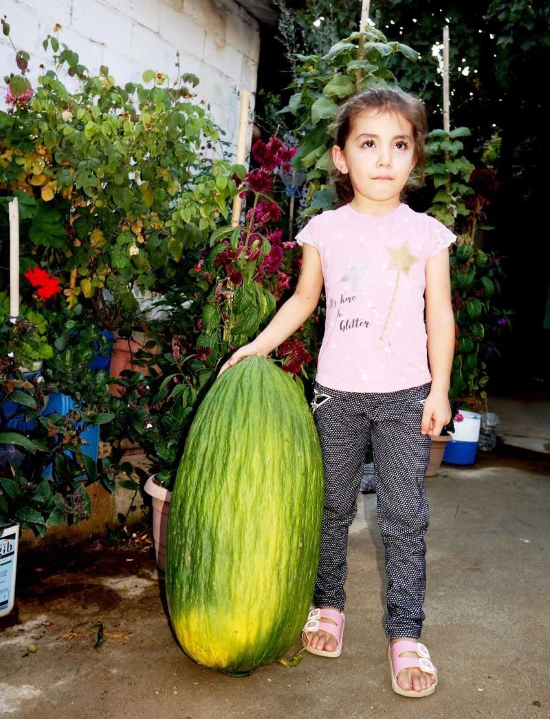 Manisa’da 14 kiloluk devasa acur ilgi odağı oldu
