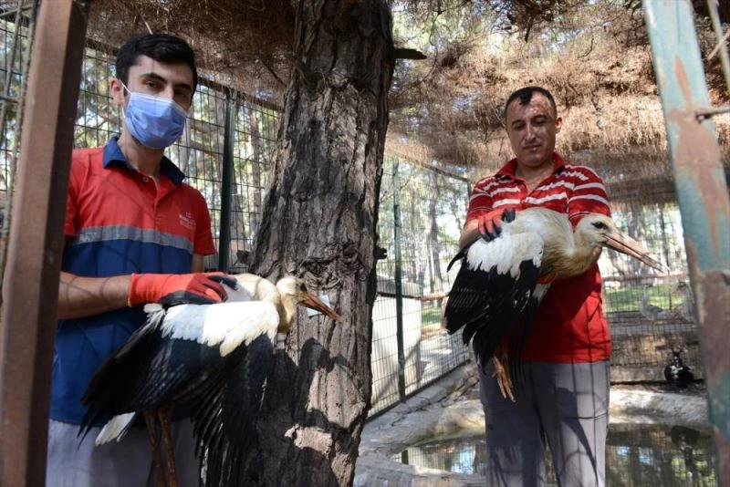 Anneleri ölen leylek yavruları, bakımlarının ardından doğaya bırakıldı