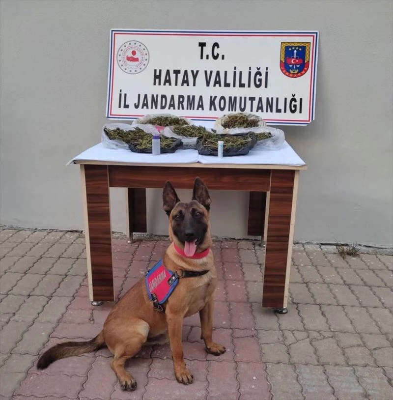 Narkotik köpekli uyuşturucu operasyonu: 1 kişi tutuklandı