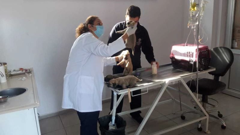 Anneleri ölünce öksüz kalan 7 yavru kurtarıldı
