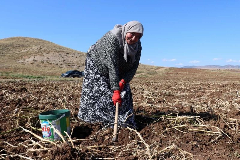 Onlarca kişi tarlaya akın etti, toprağın altından elleri ile tek tek çıkartıyorlar

