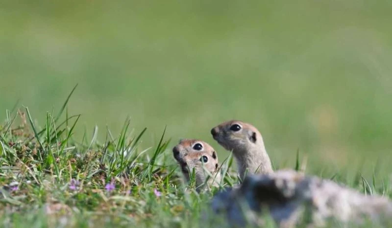 Yer sincaplarının drone şaşkınlığı gülümsetti
