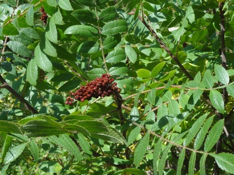 Sumak 2020 yılında Türkiye ekonomisine 80 milyon liralık gelir sağladı
