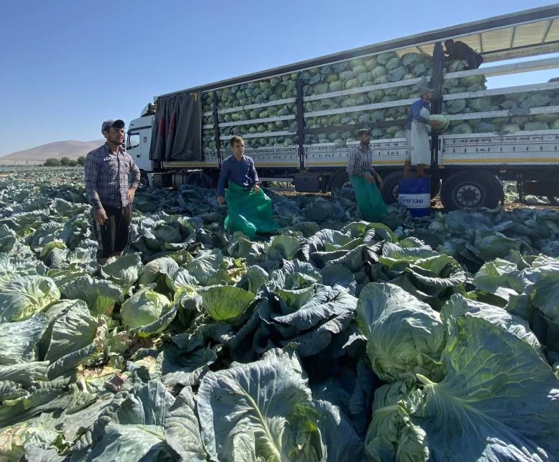 Niğde’de ilk kez beyaz lahana ihracatı
