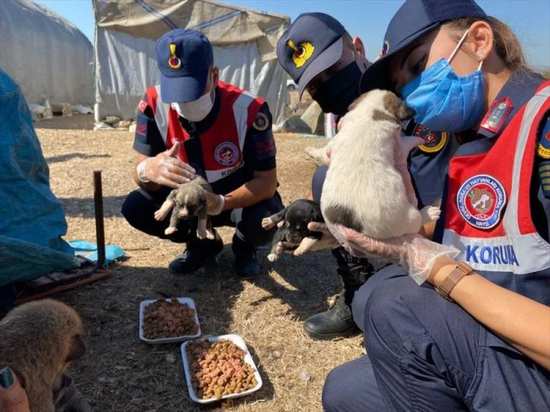 jandarmadan duyarlı davranış: Sokak hayvanlarını beslediler