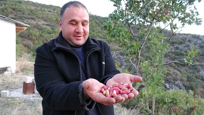 Çedene ağacında Antep fıstığı yetiştirdi
