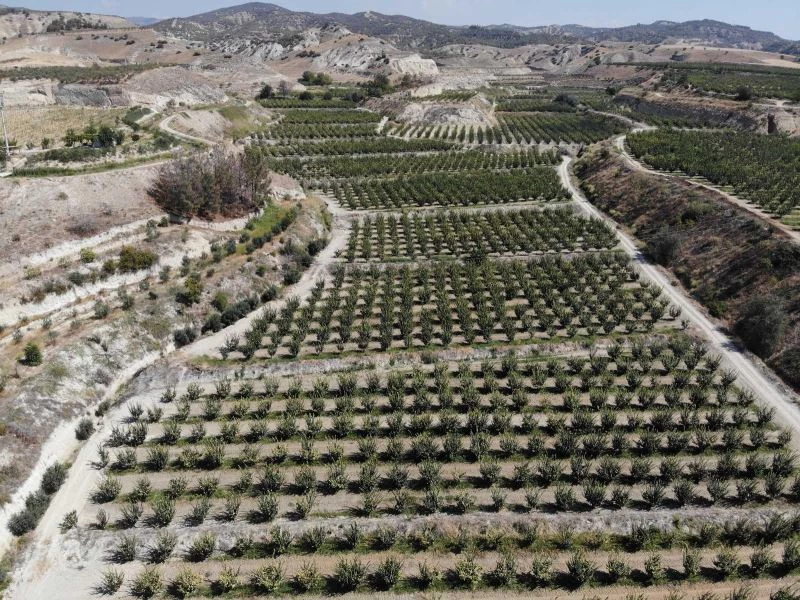 Üretici umudunu ayvaya bağladı
