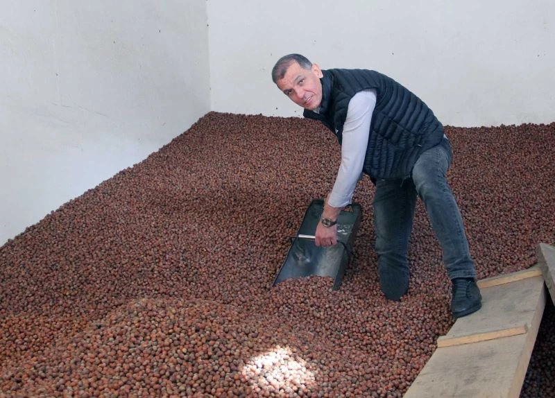 Fındık üreticide 24, rafta 80 lira
