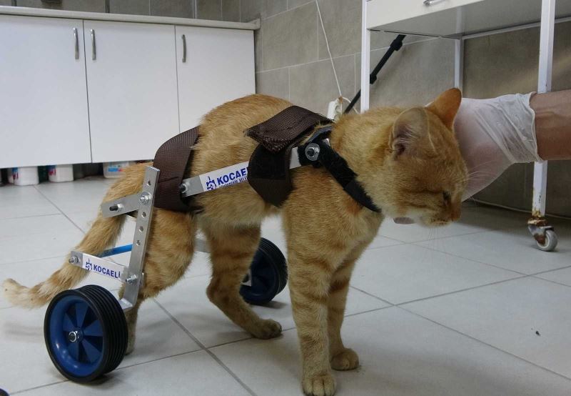 İki bacağını kaybeden kedi, yürüteçle yeniden hayata tutundu
