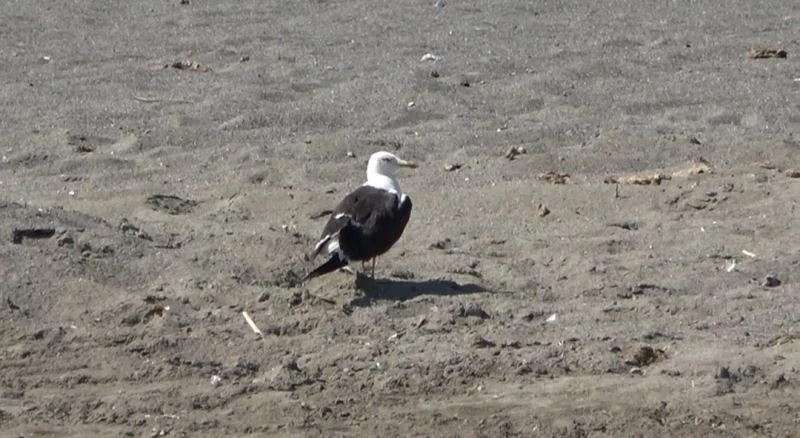 Samandağ’da petrol canlıları da tehdit ediyor

