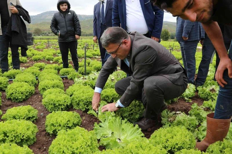 Vali Balcı, marul hasadı yaptı
