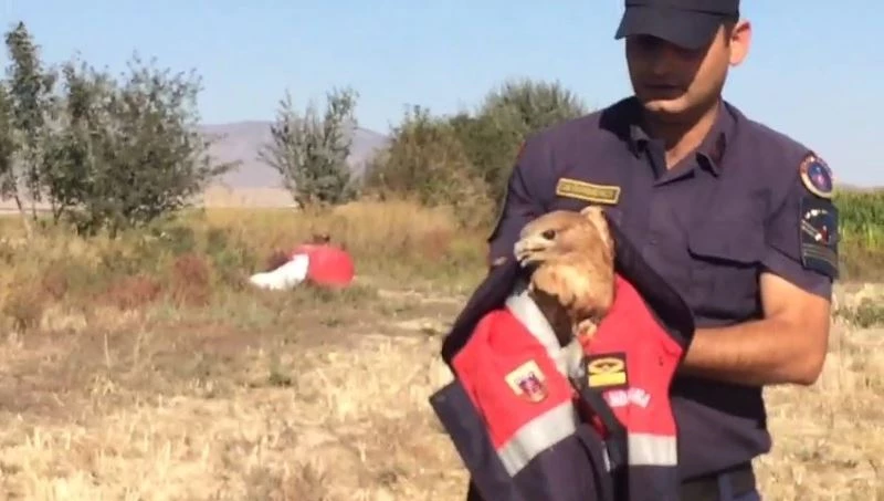 Jandarmadan yaralı kartala şefkat eli
