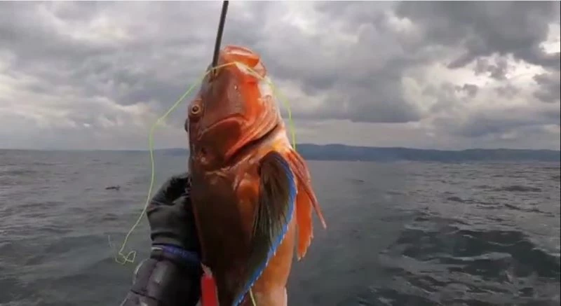 Müsilaj etkisini kaybedince, balıklar sürüler halinde gezmeye başladı

