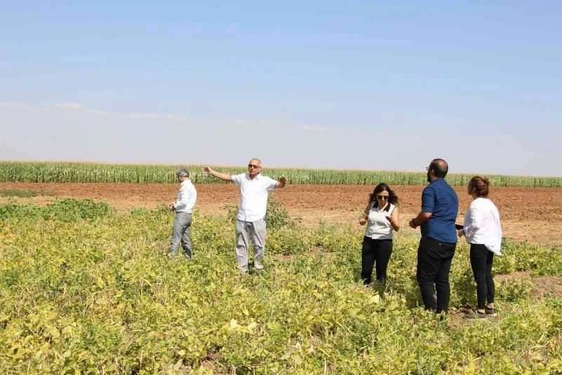 Çörek otu ekti, elektrik gideri yüzde 70 azaldı
