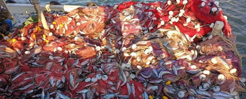 Çanakkale Boğazı’nda 15 bin lüfer yakaladılar
