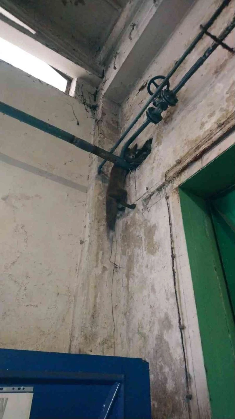 Polonya’da fabrikaya giren tilki duvarla boru arasına sıkıştı
