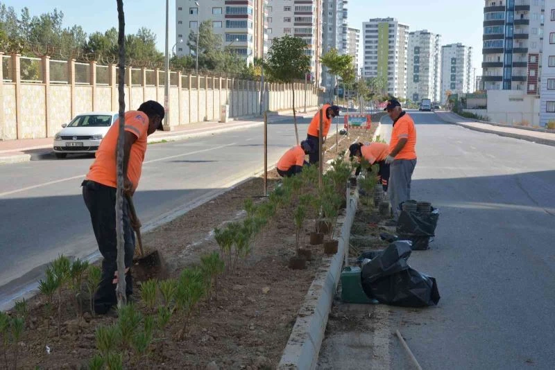 Mersin’de binlerce zakkum fidanı toprakla buluşuyor
