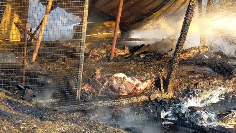 Ağıl alevlere teslim oldu
