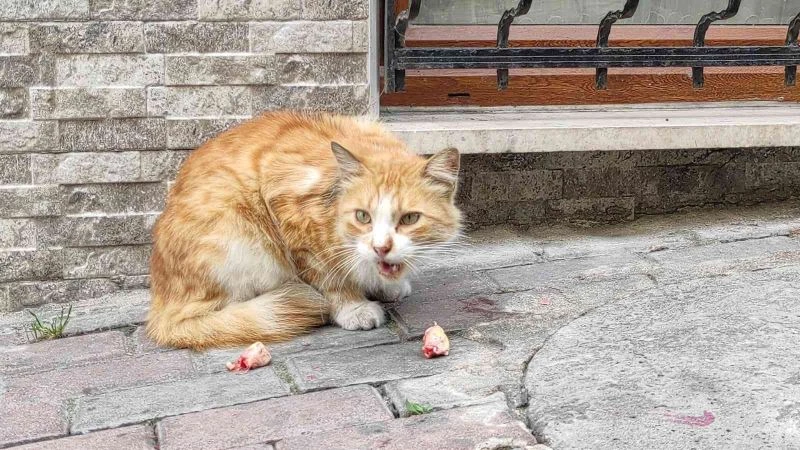 Sokak kedisine fakirlik kağıdı
