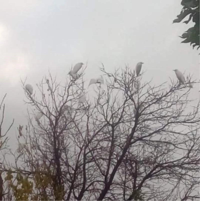 Sungurlu göçmen kuşların uğrak noktası oldu
