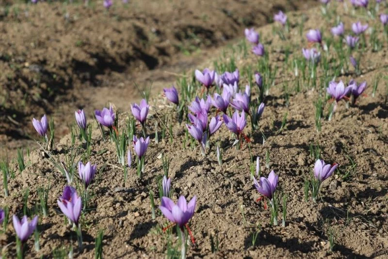 Fotoğrafseverler, UNESCO Turkey Photo Safari etkinliğinde Safranbolu