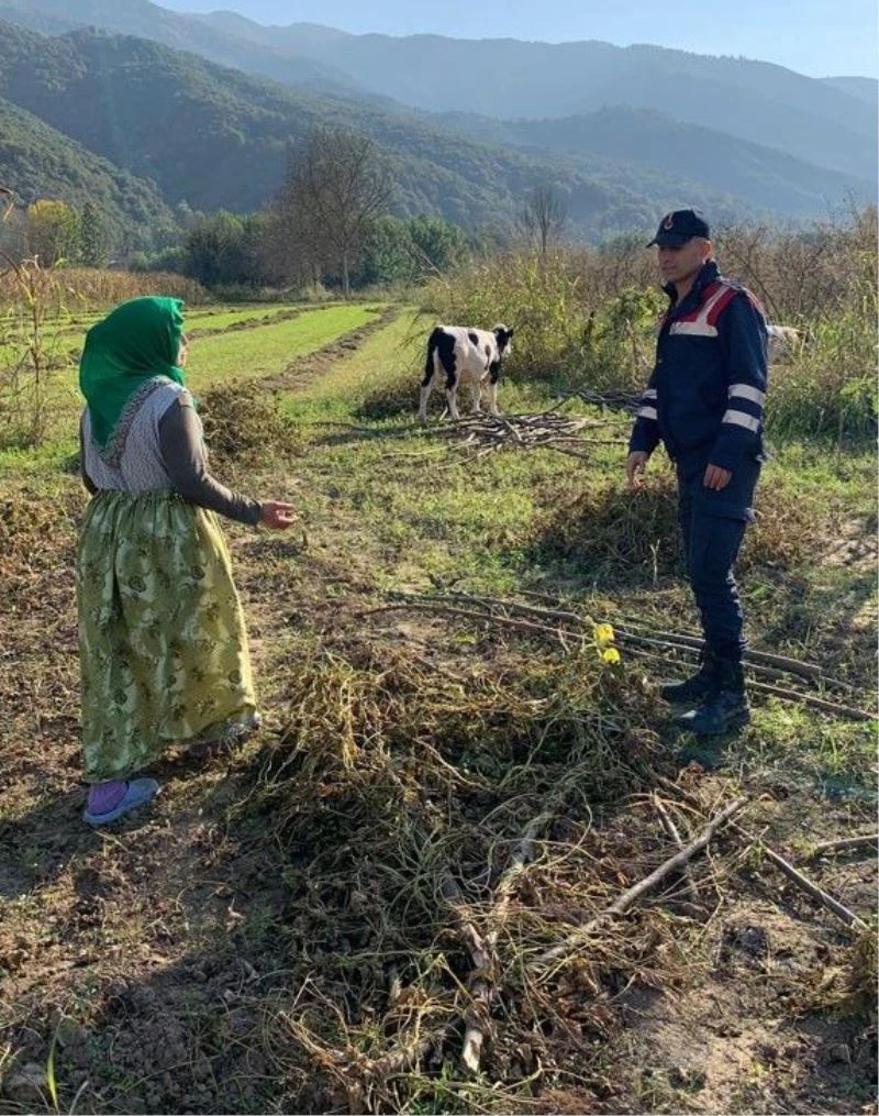 Kayıp buzağıları Jandarma buldu
