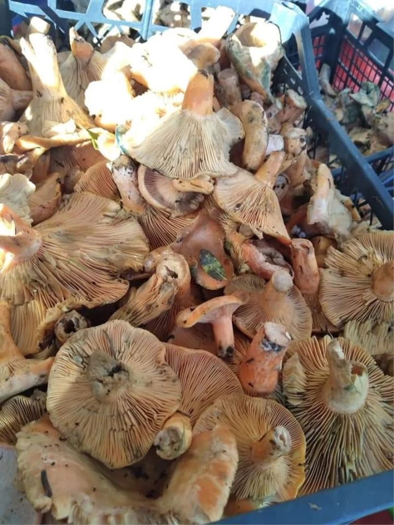 Çıntar tezgahlarda yerini almaya başladı
