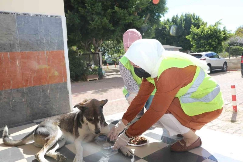 Sevimli patiler yalnız değil
