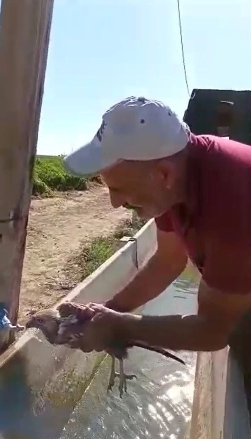 Acı biber yiyip kalbi duran şahini, çiftçinin masajı kurtardı
