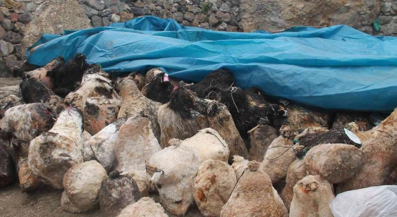 Mağarada olgunlaşan peynirler 5 ay sonra şölenle çıkarıldı
