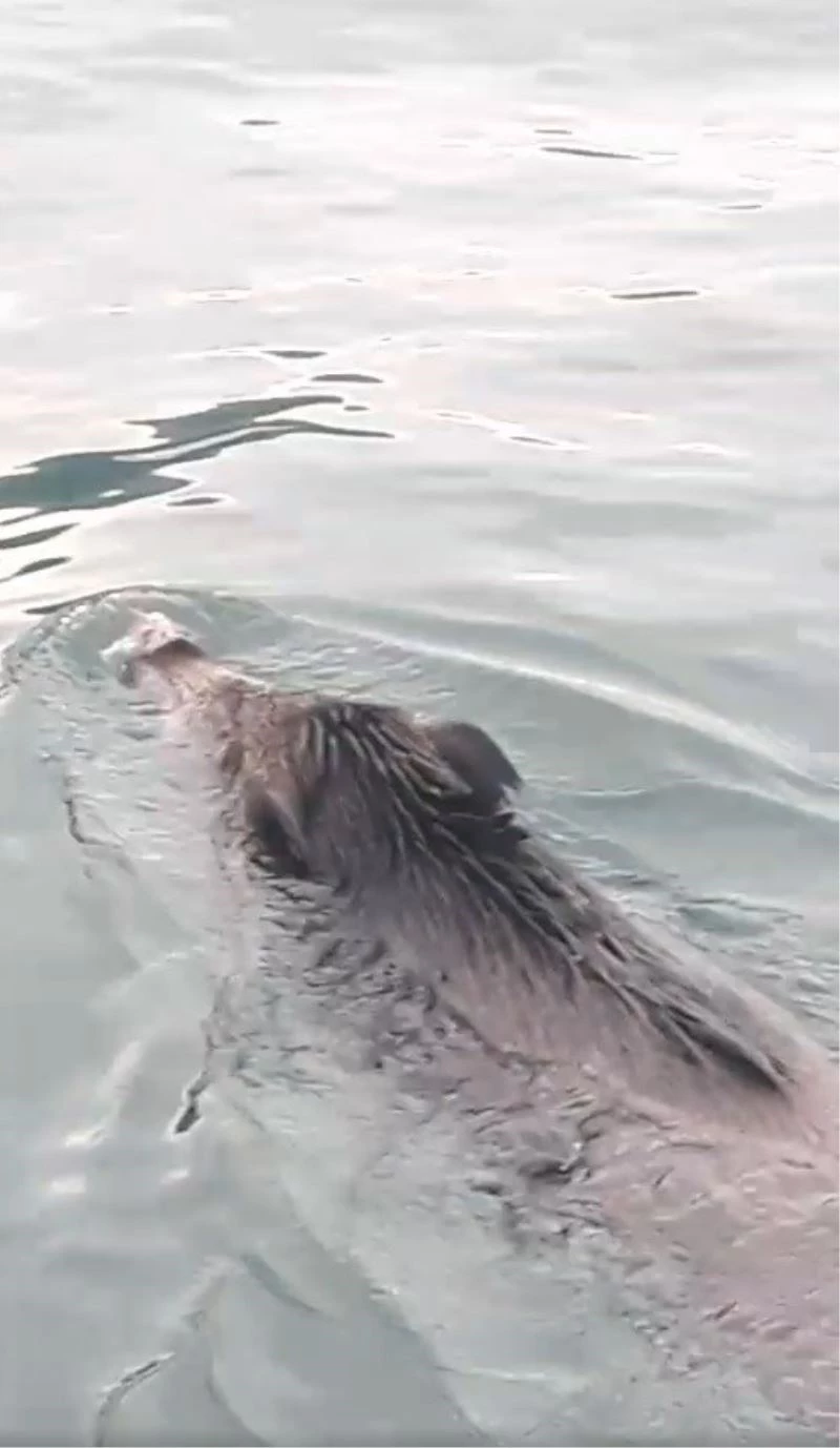 Bu kez denizden balık değil ’yaban domuzu’ çıktı
