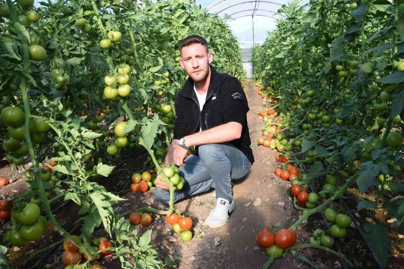 Bakımı yapılınca iki kat fazla meyve veren domates fideleri askı tellerini kırdı
