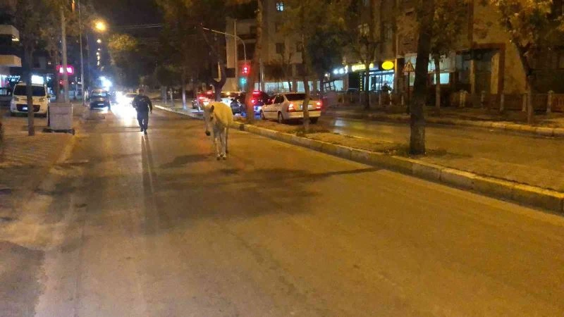 Caddede başıboş dolaşan at, trafiği tehlikeye düşürdü
