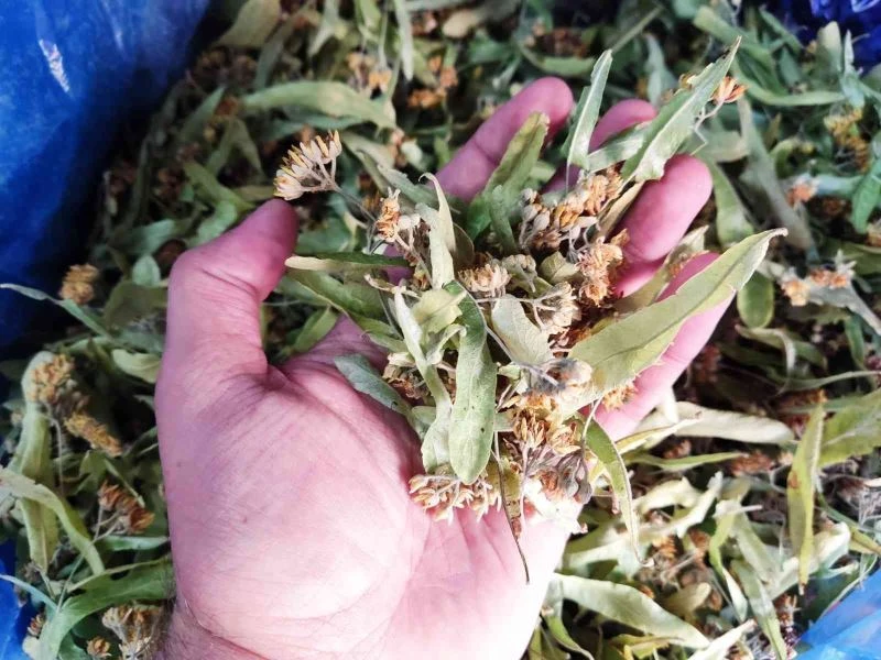 Zor toplama şartları ıhlamur fiyatında en önemli sebep
