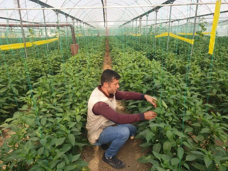 Her derde deva: Samandağ biberi
