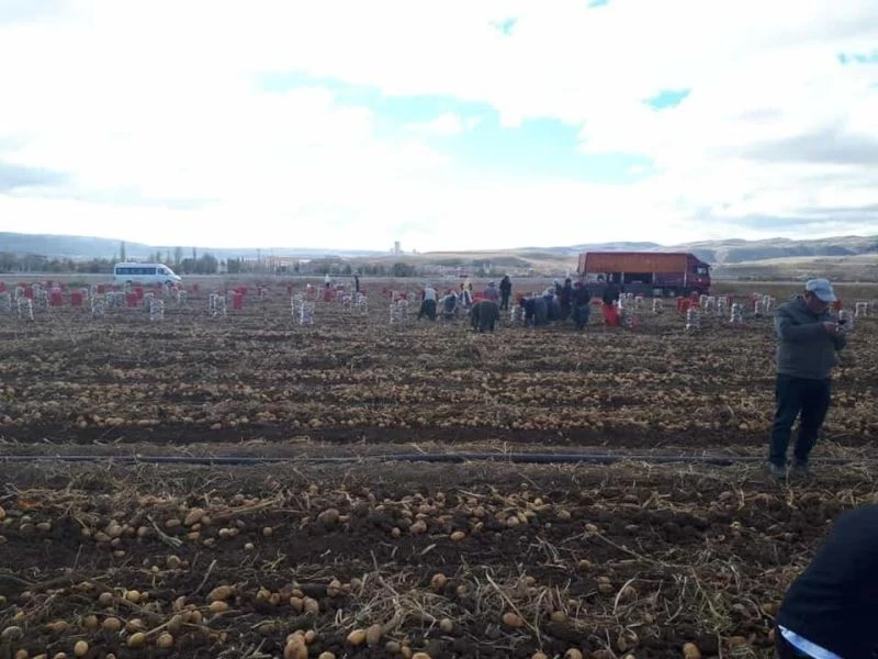 Patates tarlalarında karantina kontrolü yapıldı
