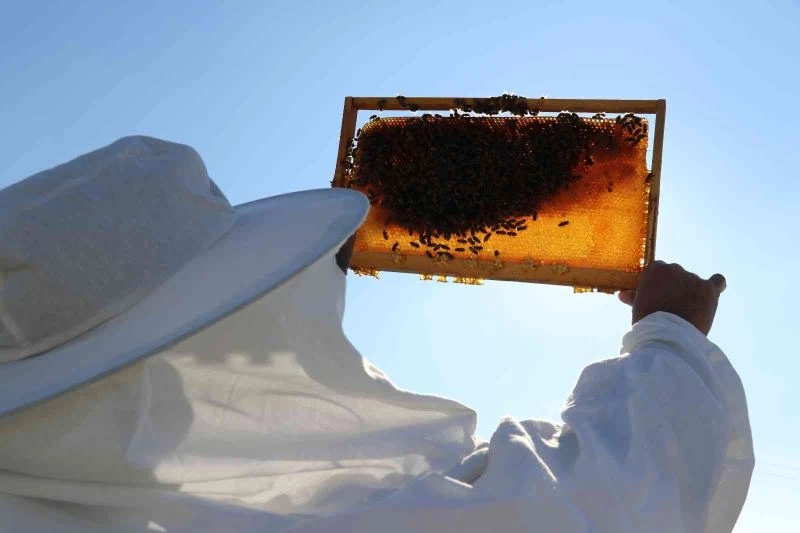 (Özel Haber) Kuraklık arıcıları olumsuz etkiledi
