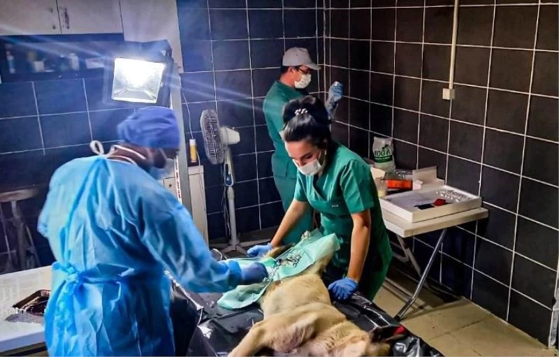 Ereğli’de sokak hayvanları kısırlaştırılıyor
