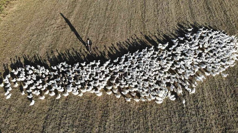 Genç kaz yetiştirici kardeşlerin örnek olacak başarısı
