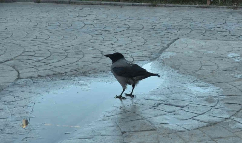 Haylaz karga ‘Şeref’, esnafın neşe kaynağı
