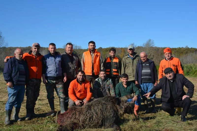 4 saatlik uğraş sonucu 200 kiloluk domuzu avladılar

