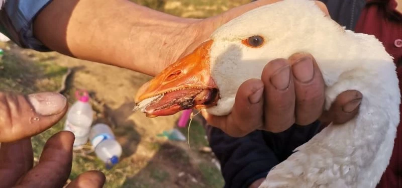 Gelişigüzel atılan misina kancaları kazın diline ve sırtına takıldı
