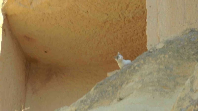 Kilisede mahsur kalan kediyi itfaiye ekipleri kurtardı
