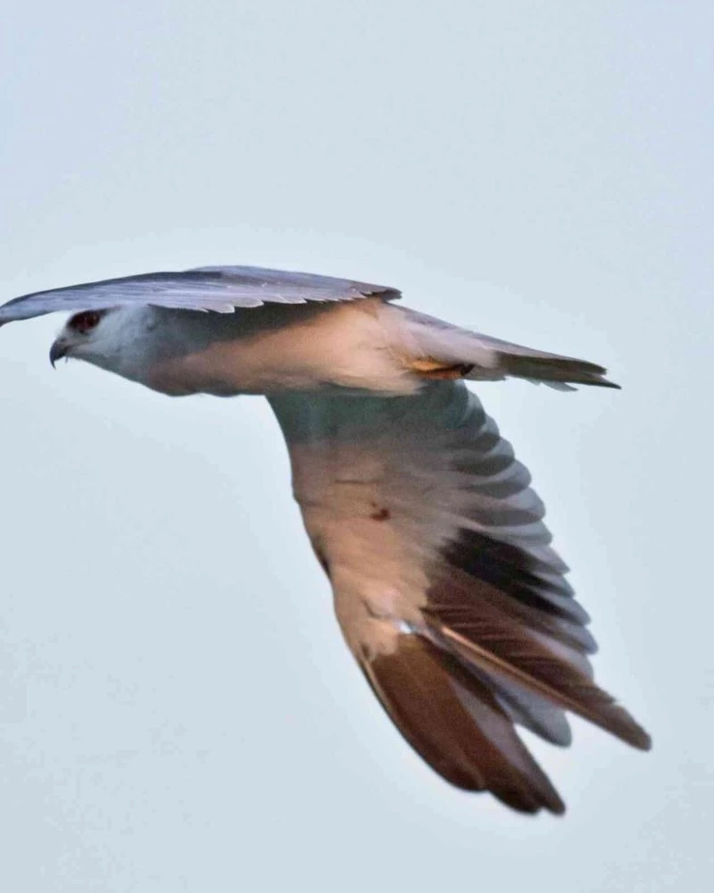 Kuş cennetinde kuşları vuruyorlar

