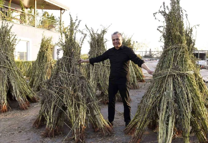 Muratpaşa Belediyesi 5 dönümlük alanda ektiği susamların hasatını yaptı
