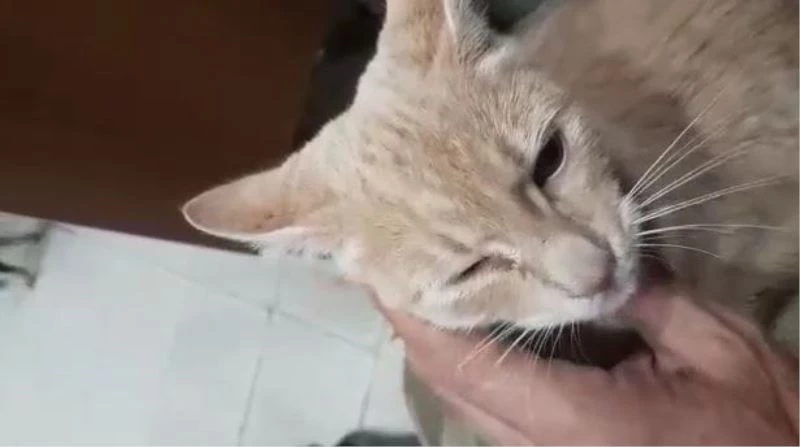 İskelede 4 gün mahsur kalan ‘Garip’ kurtarıldı
